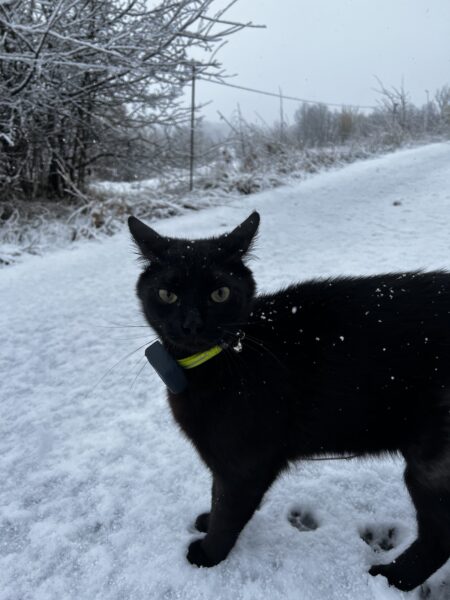 Miki in the snow closeup