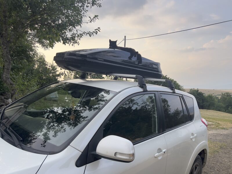 Miki lying on top of the car
