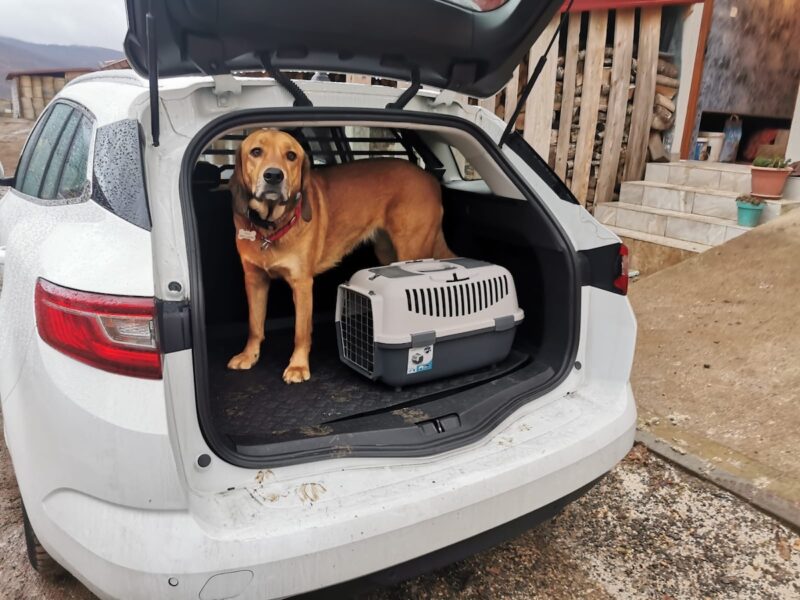 Miki in the car carrier with Lava