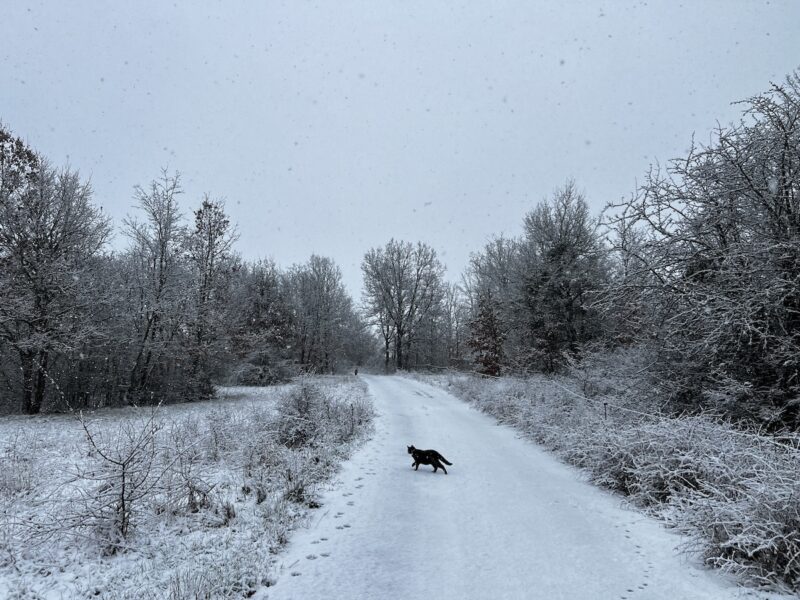 Miki walking in the snow