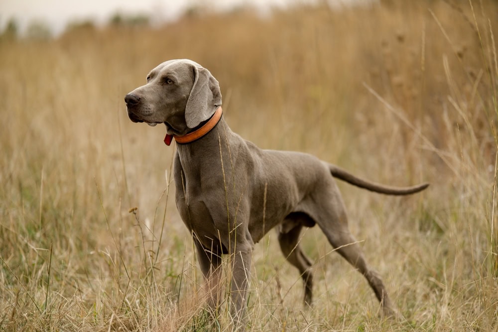 Weimaraner Dog Breed