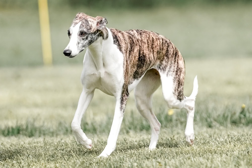 Whippet Dog Breed
