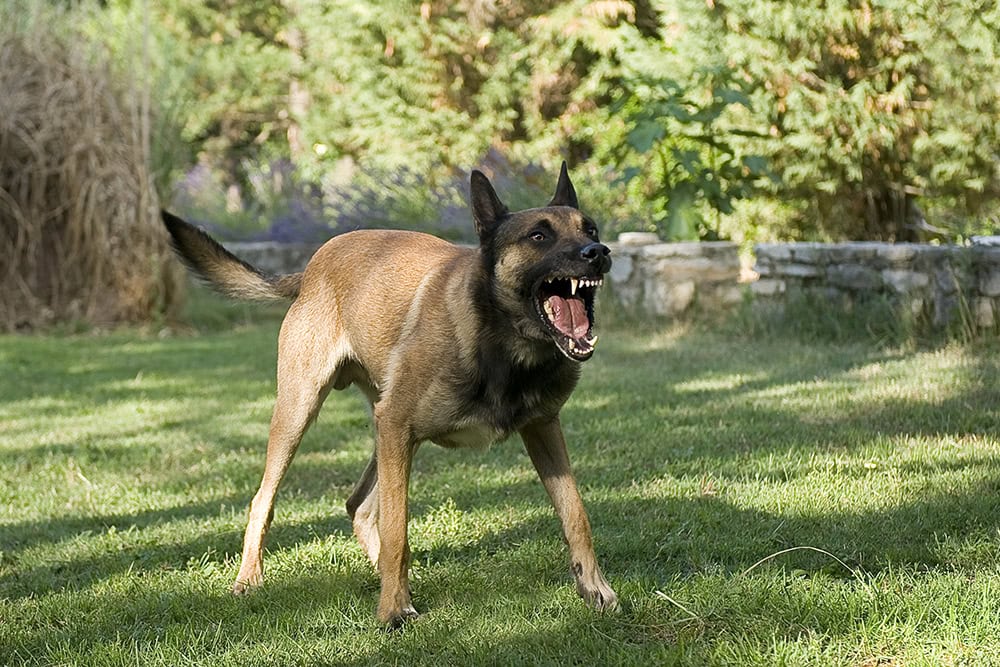 aggressive belgian sheepdog barking
