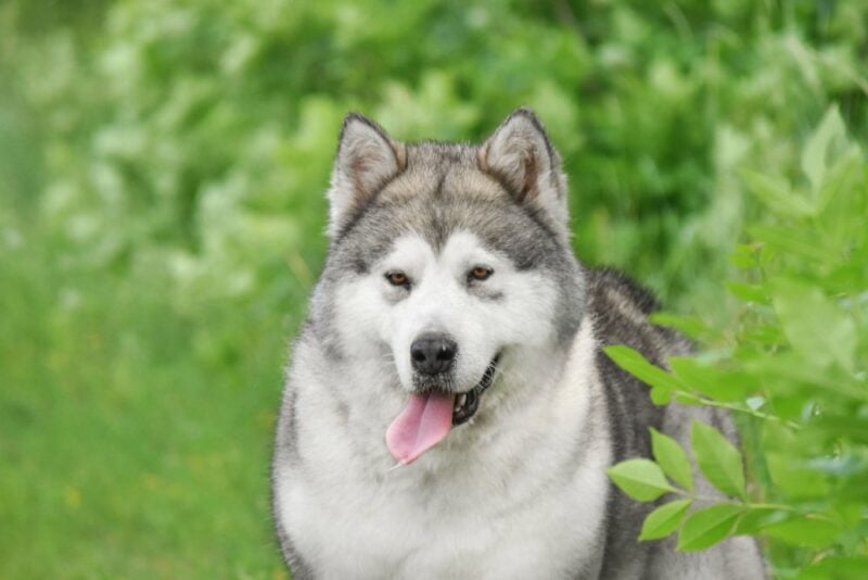 alaskan malamute dog at the park