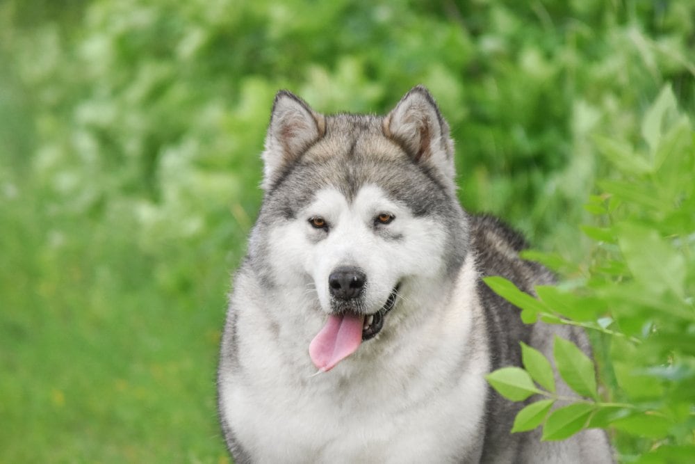 alaskan malamute dog at the park