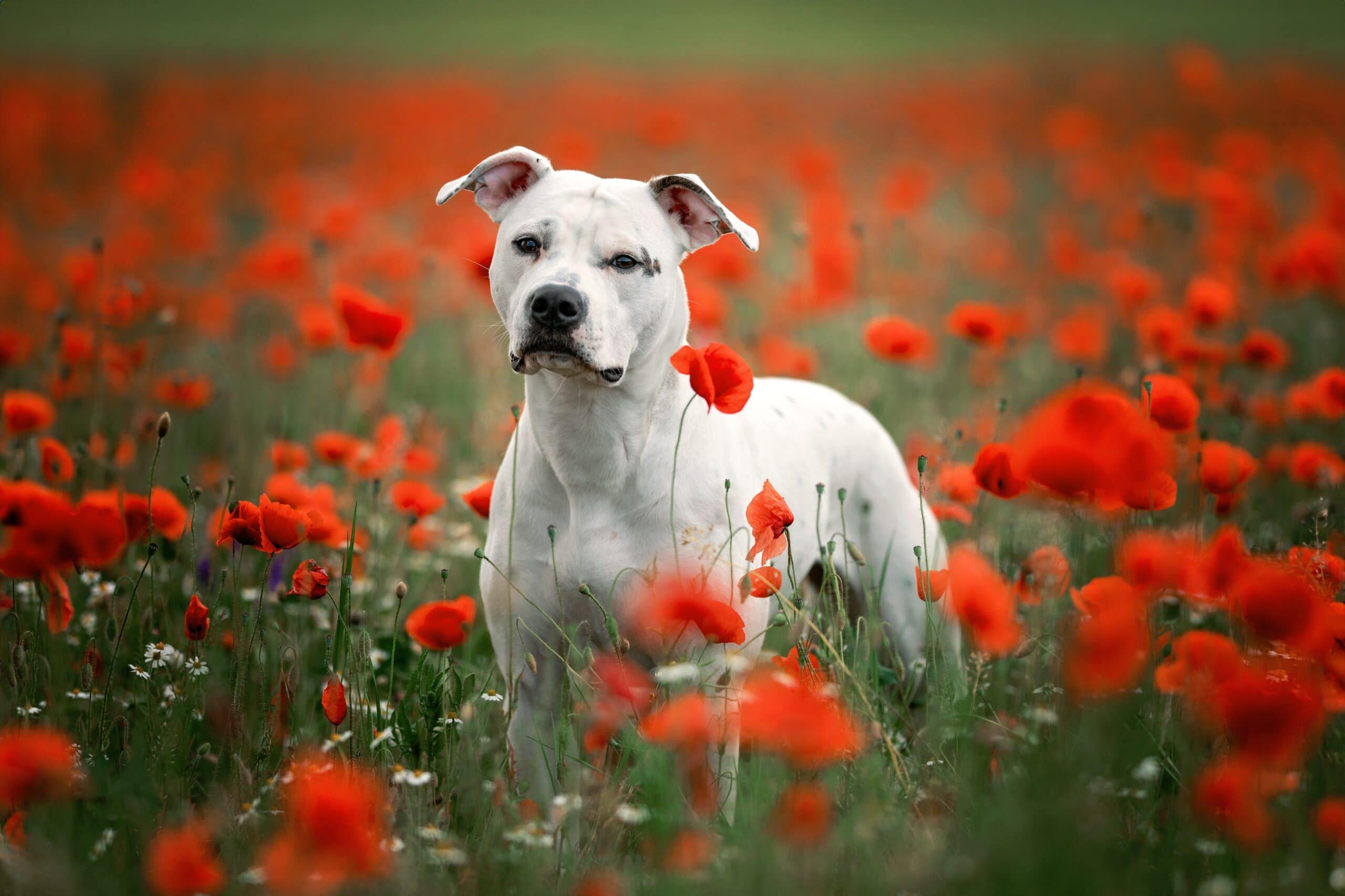 american bulldog in poppy field