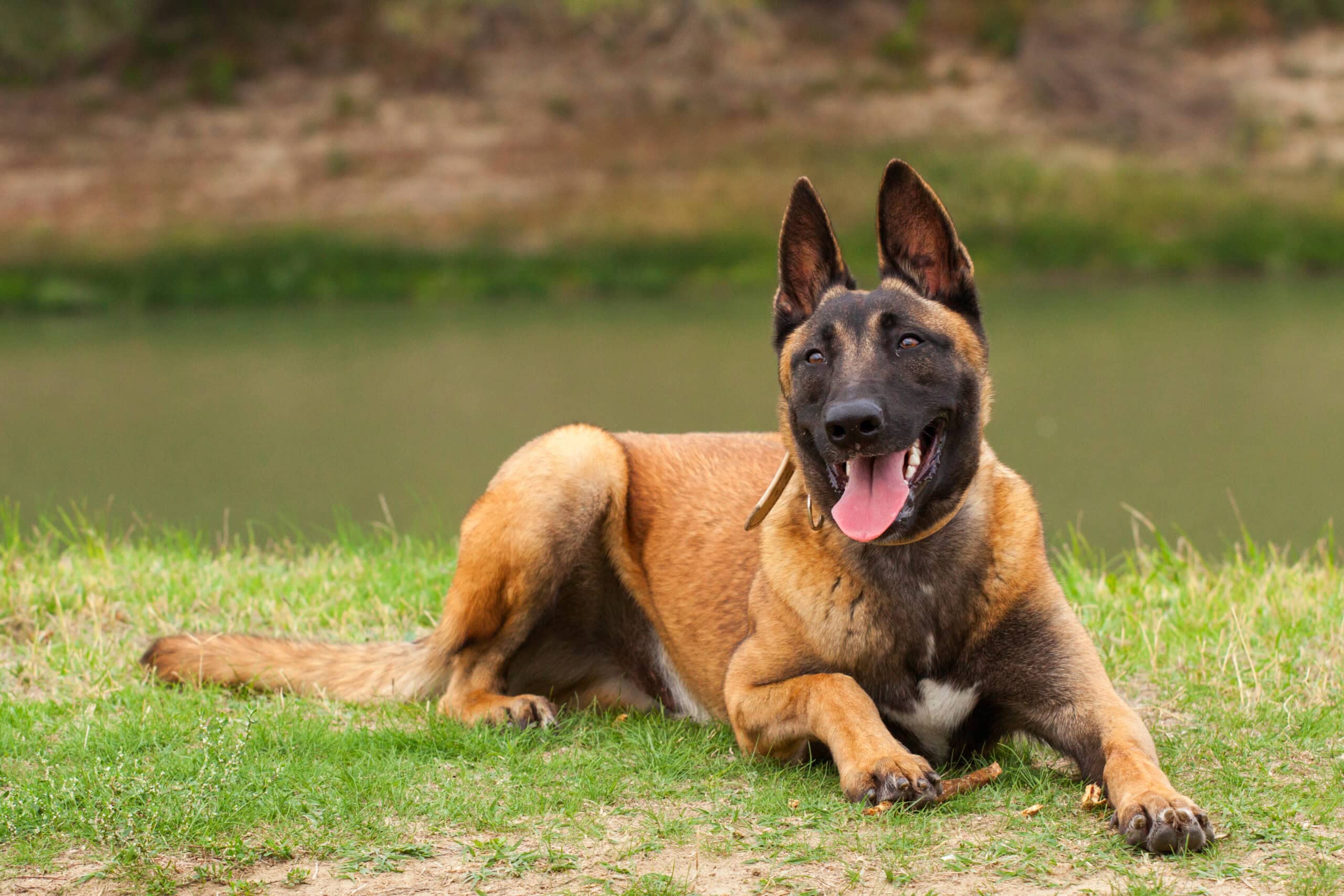 belgian malinois