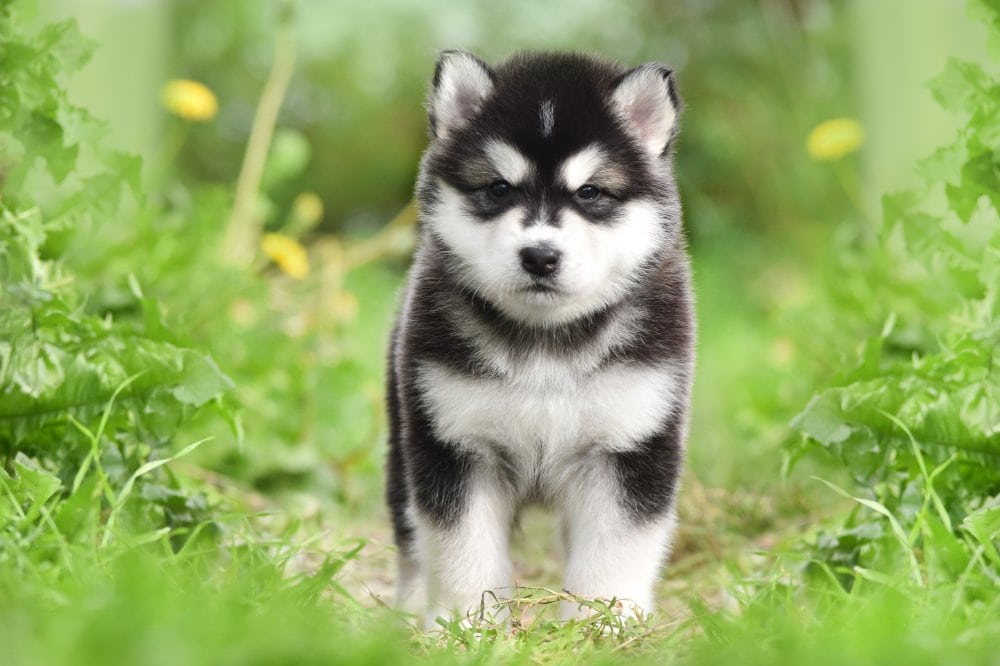 black and white alaskan malamute puppy