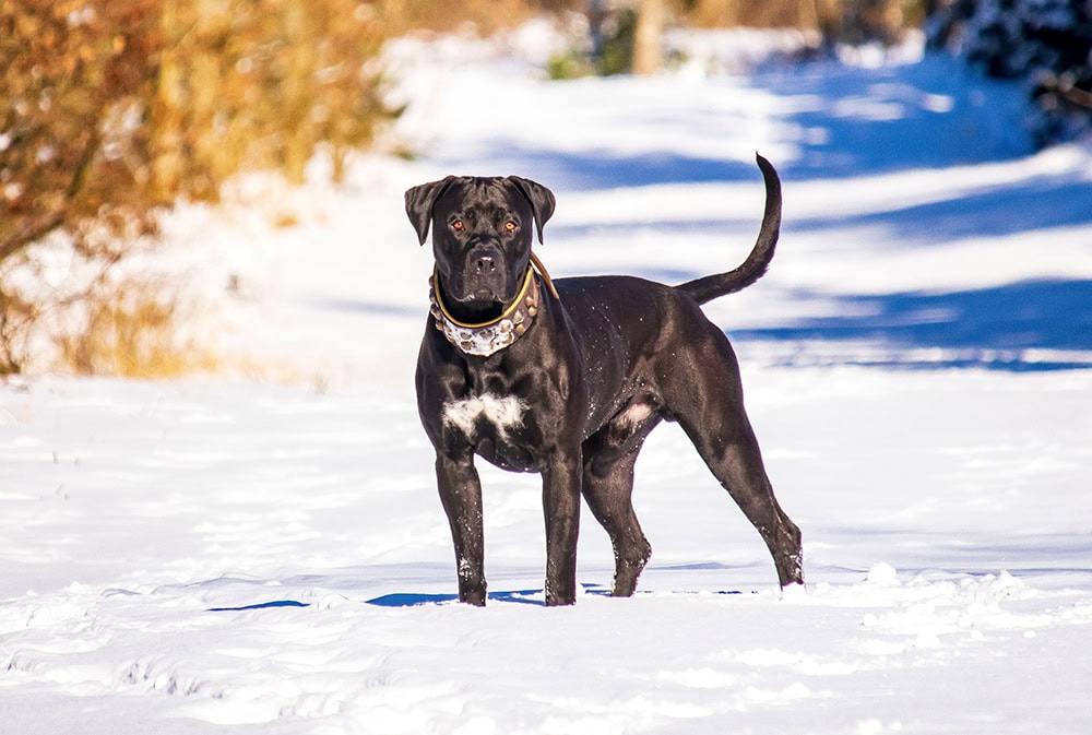 black presa canario standing in the snow