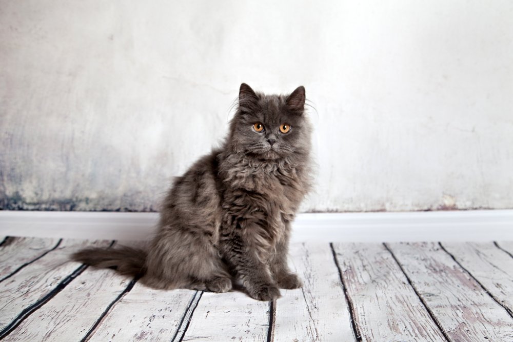 black smoked longhair persian cat