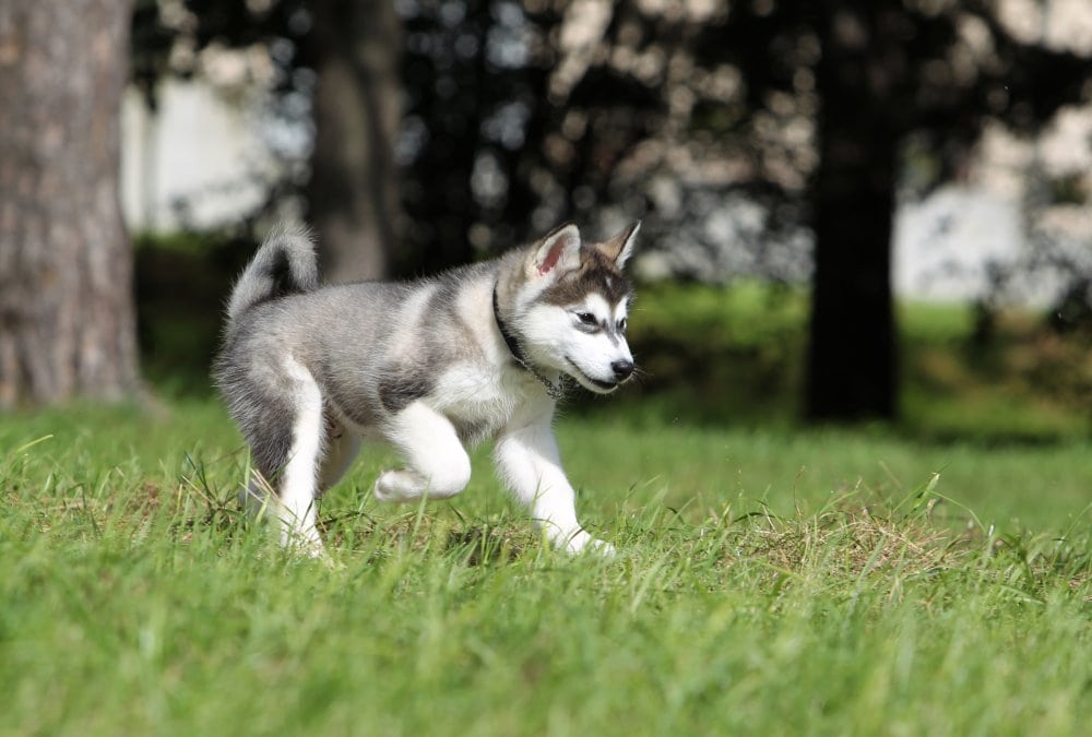 blue and white alaskan malamute puppy