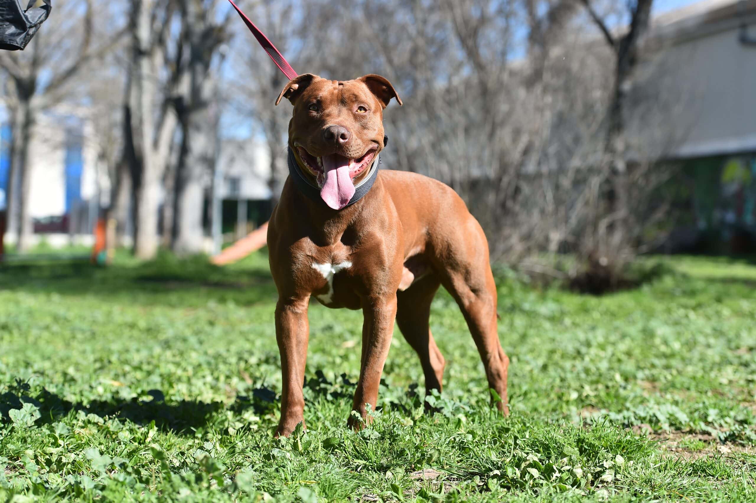 brown pitbull