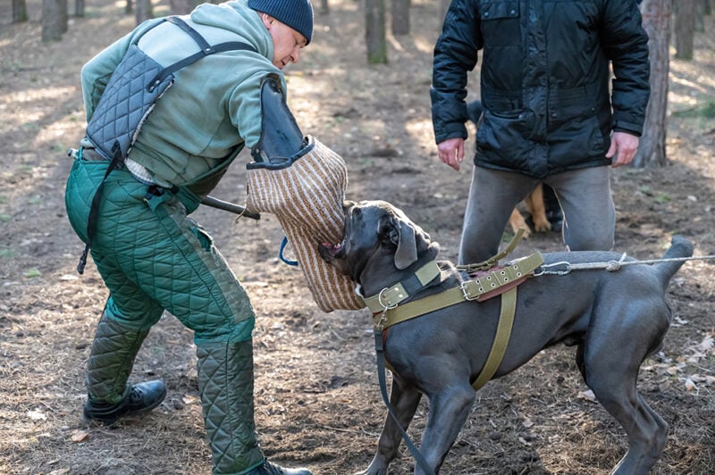 cane corso being trained for protective guard duty