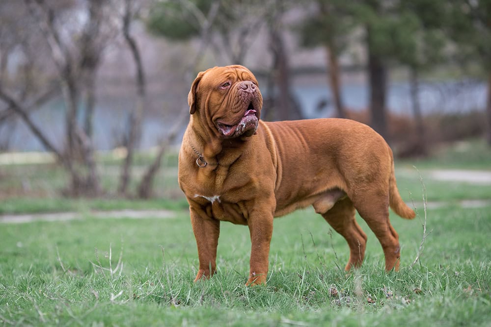 Dogue de bordeaux dog outdoor