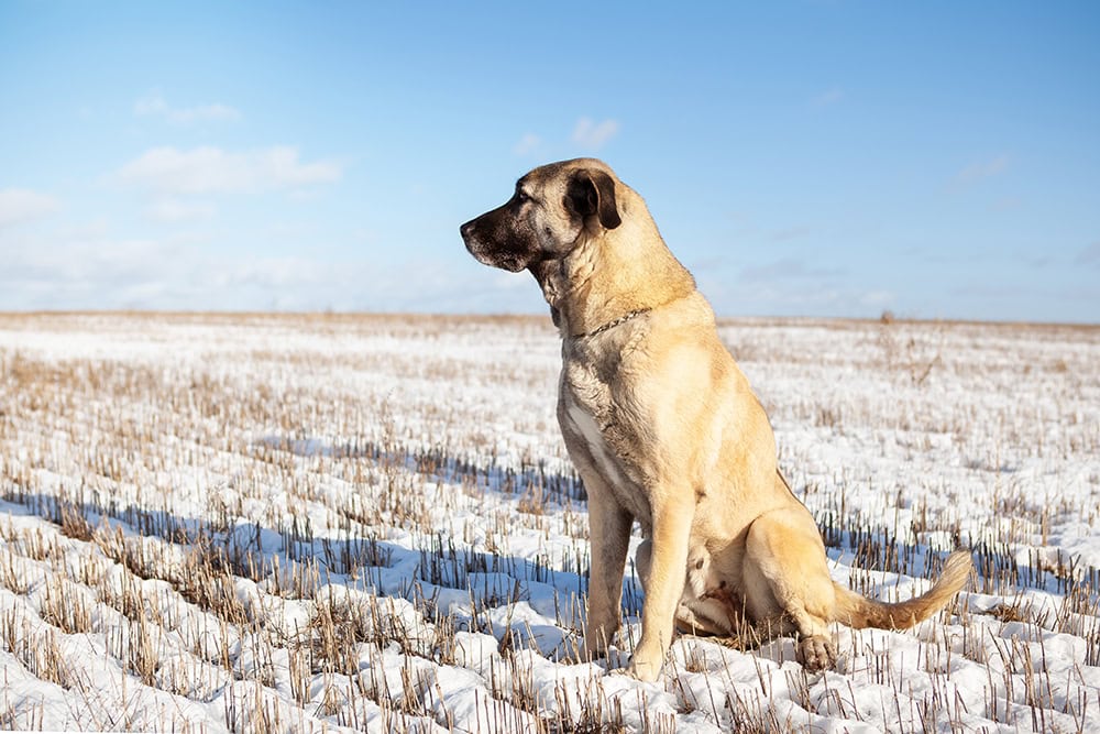 kangal dog in snowy pasture