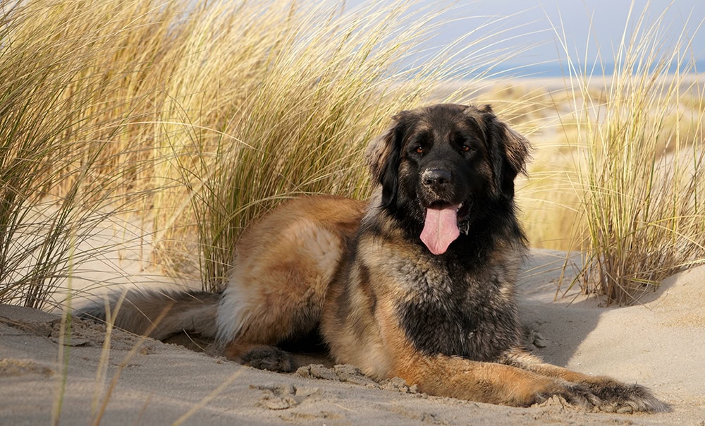 leonberger dog lying on the sand at the beach
