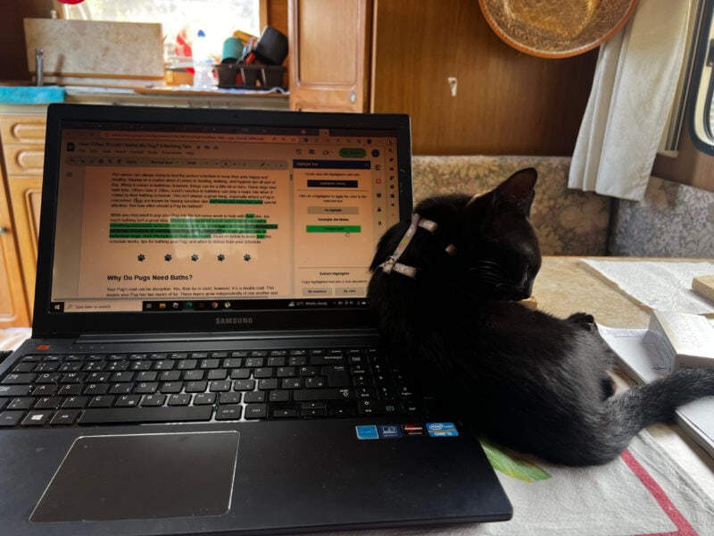 miki grooming himself next to the laptop