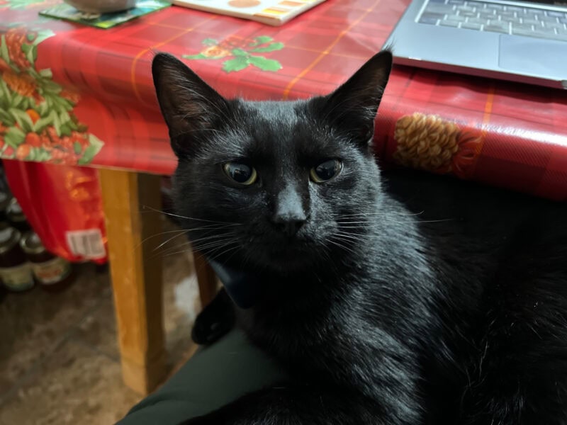 miki lying on maja's lap