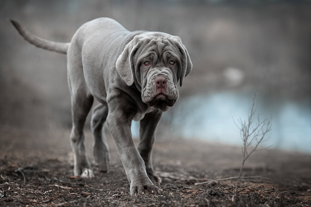 neapolitan mastiff dog walking in the field