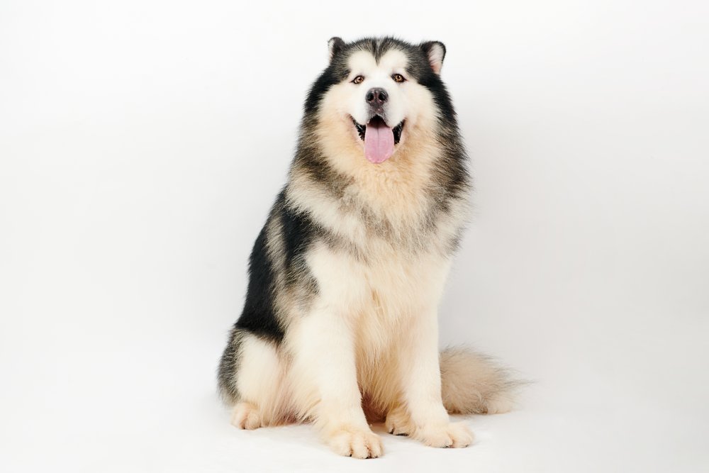 seal and white alaskan malamute dog