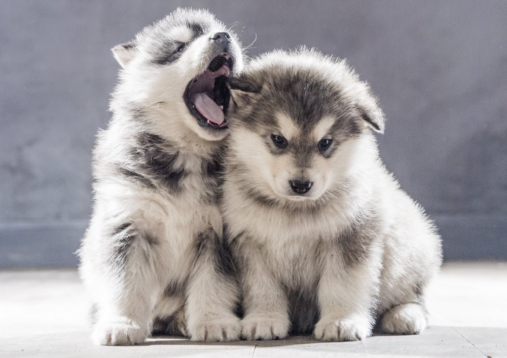 silver and white alaskan malamute puppies
