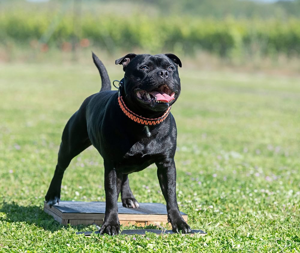 staffordshire bull terrier dog doing obedience training