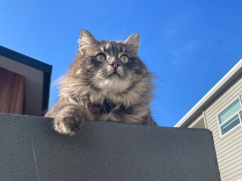 tommy, the maine coon cat
