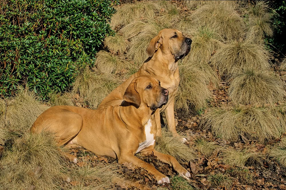 two Fila Brasileiro dogs