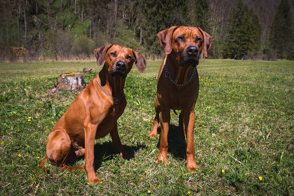 two rhodesian ridgeback dogs in the meadow