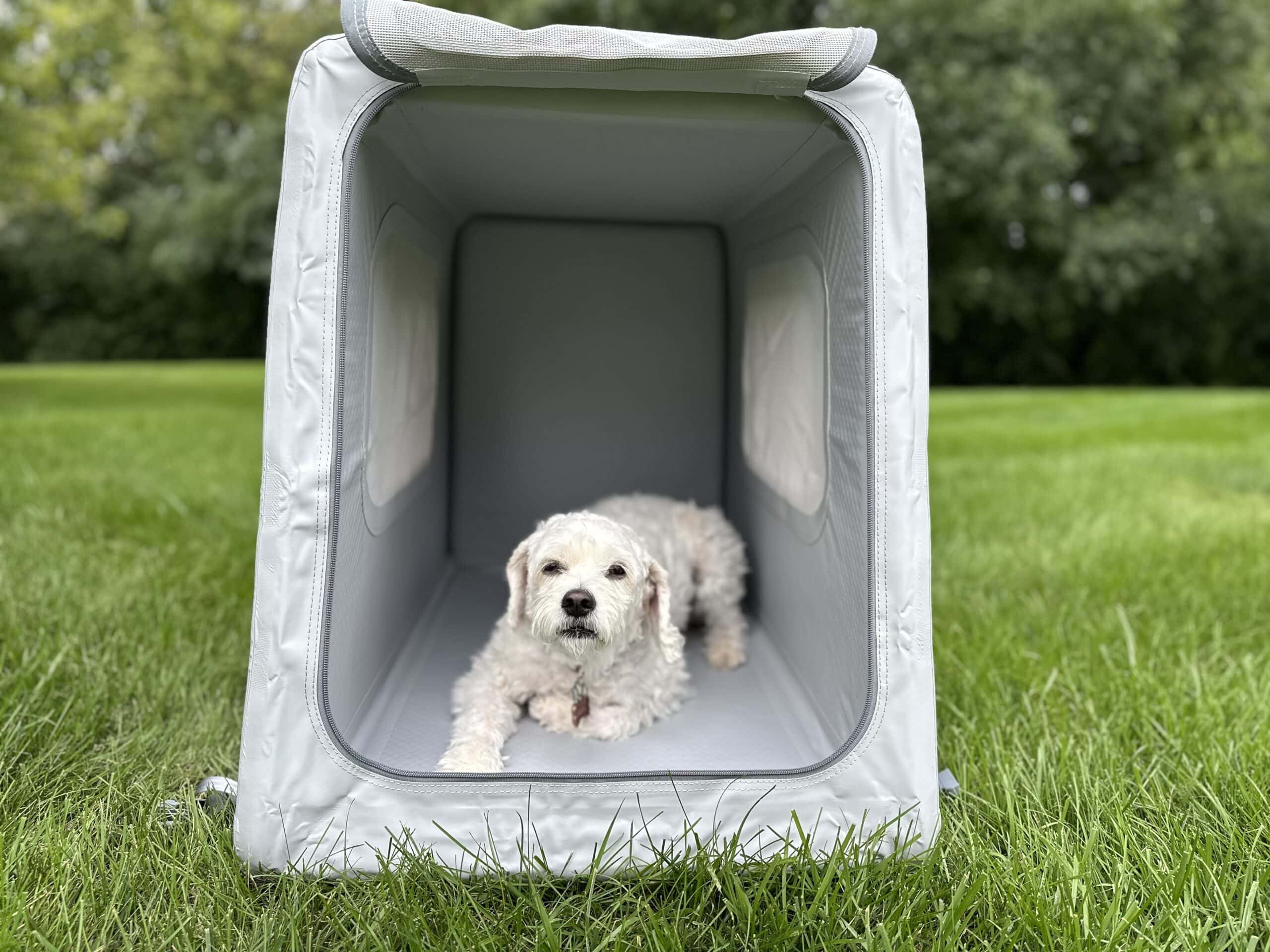 white dog inside Diggs Dog Travel Kennel
