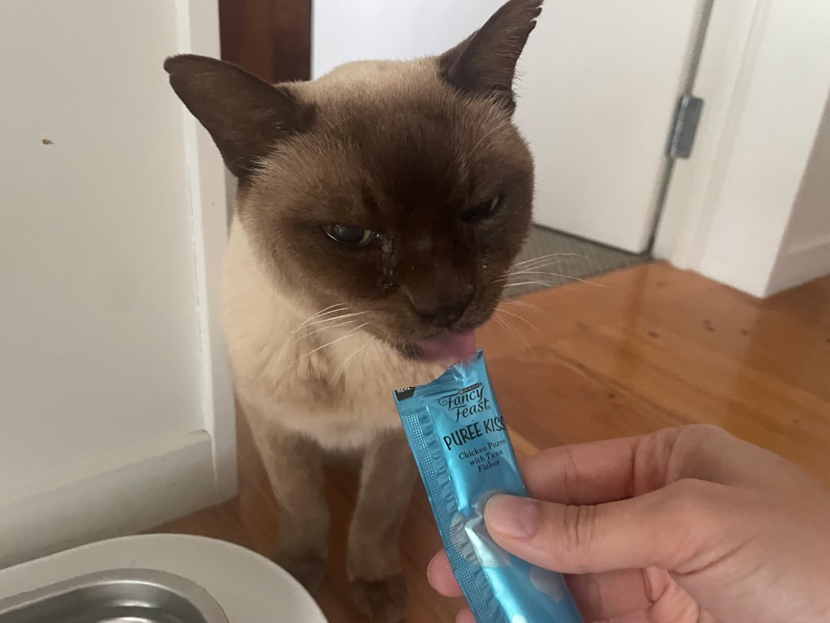 Baby Cat enjoying fancy feast puree kiss treat