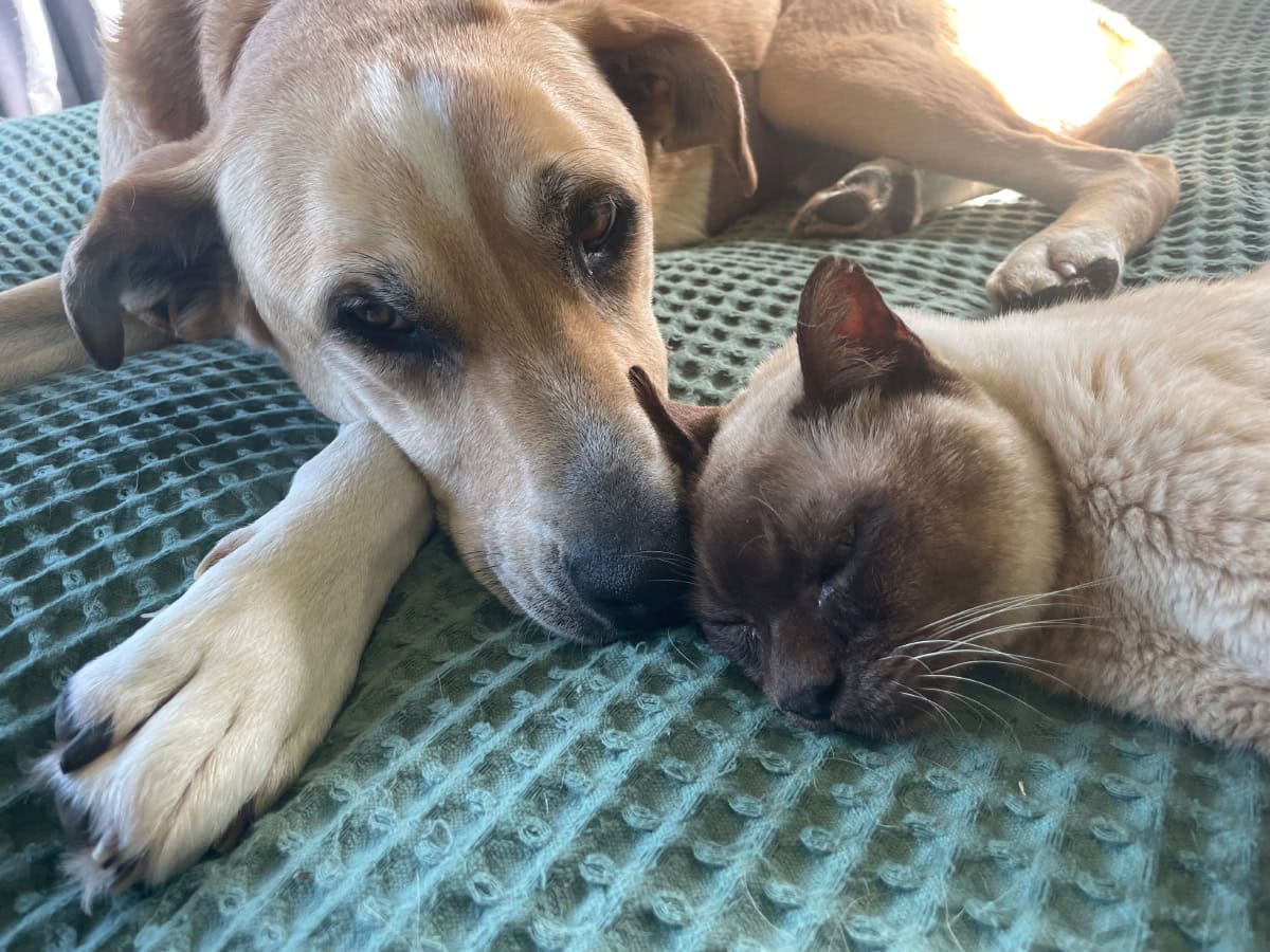 Baby Cat lying with a dog
