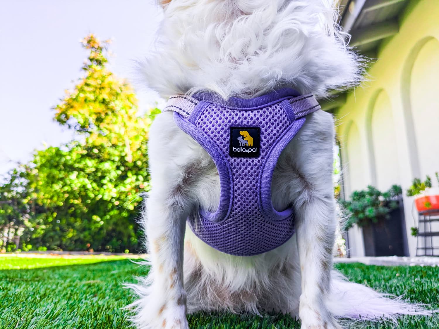 Bella & Pal Dog Gear - close up of harness on lorelei