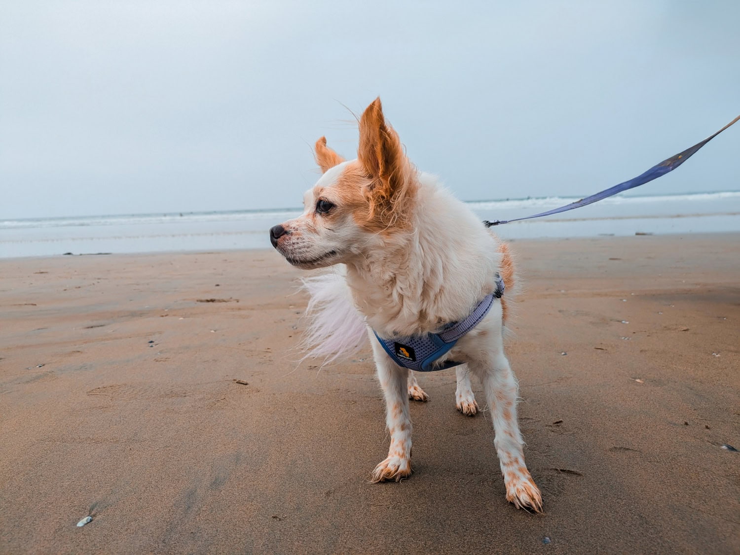 Bella & Pal Dog Gear - lorelei at the beach