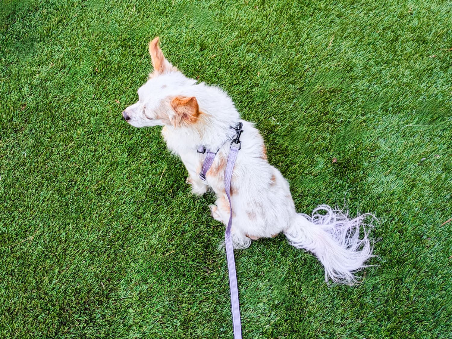Bella & Pal Dog Gear - lorelei sitting on grass