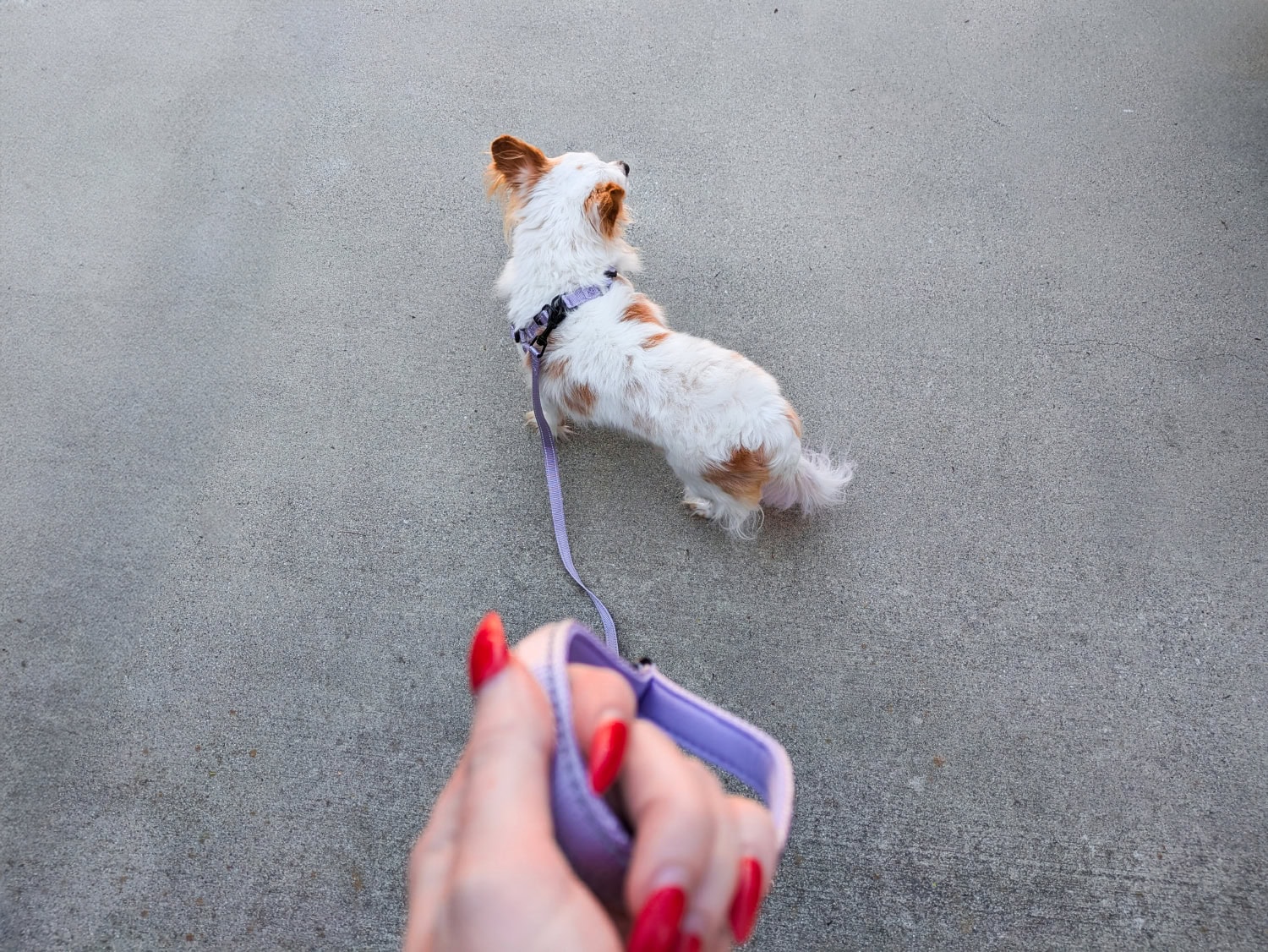 Bella & Pal Dog Gear - lorelei walking outdoor
