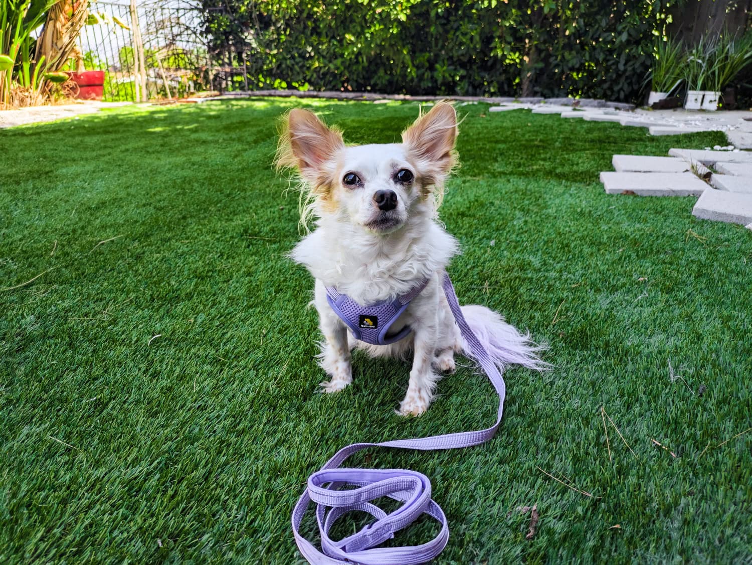 Bella & Pal Dog Gear - lorelei wearing the products outdoor