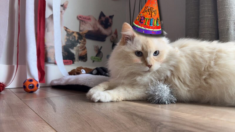 Blue's birthday bash