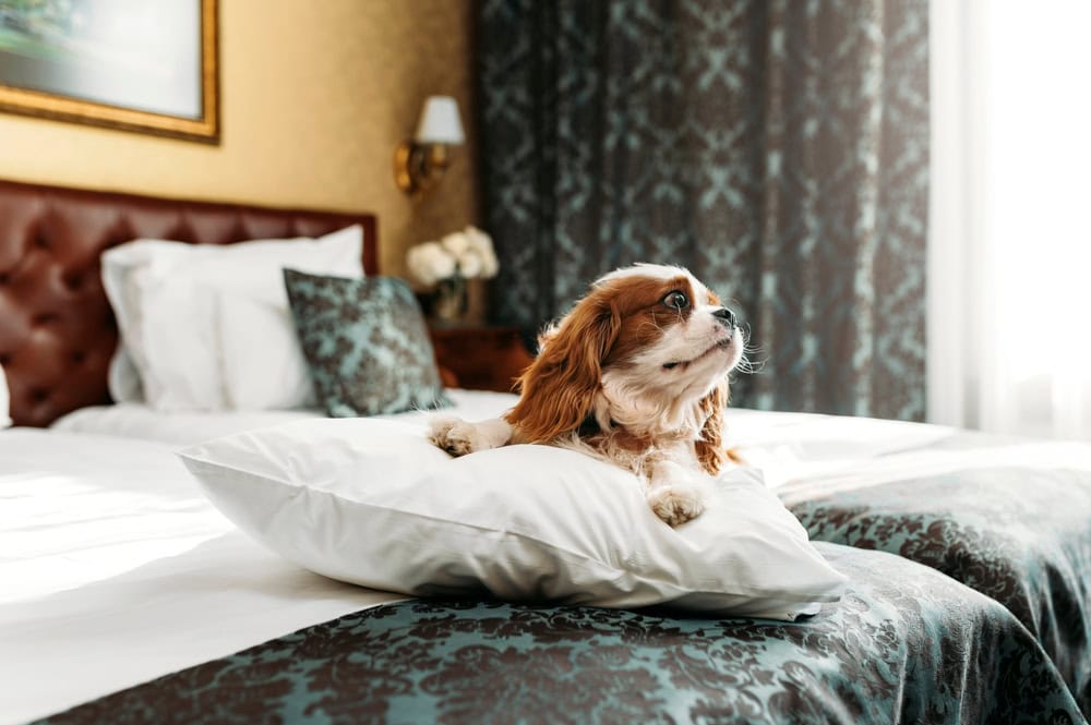 Cavalier King Charles Spaniel dog indoors resting in the bed