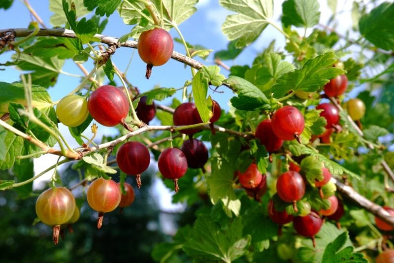Fresh gooseberries on a branch in the garden