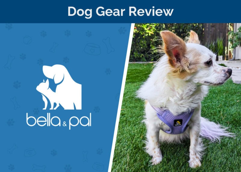 Bella & Pal Dog Gear
