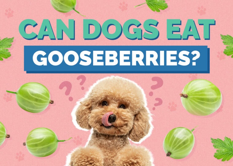 Image showcasing Can Dogs Eat Currants? Vet Reviewed Health Concerns & FAQ | Hepper Pet ...