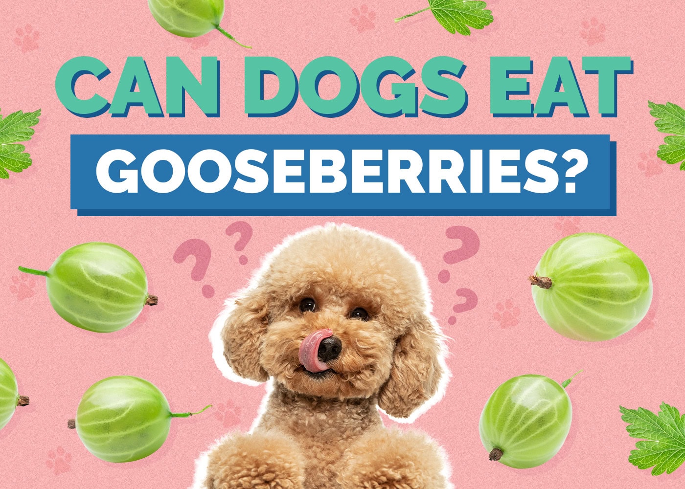 Hepper_Can Dogs Eat_Gooseberries