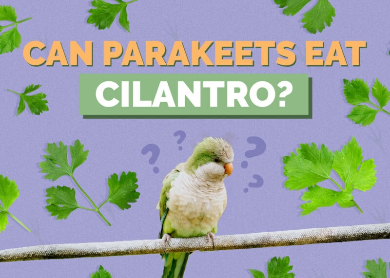 Hepper_Can parakeets eat Cilantro