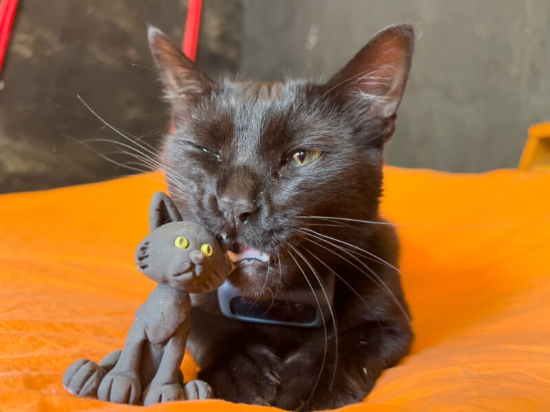 Miki biting the ear of the cat toy