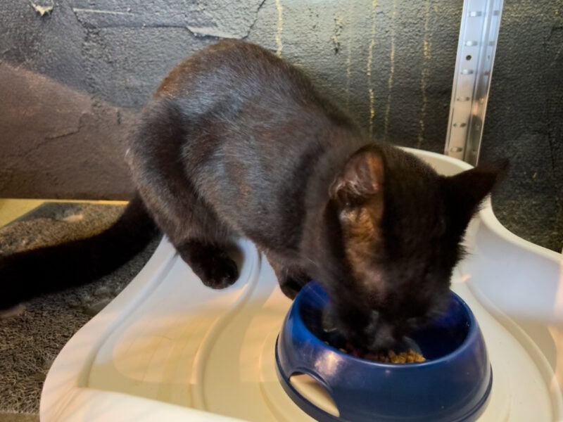 Miki eating cat food