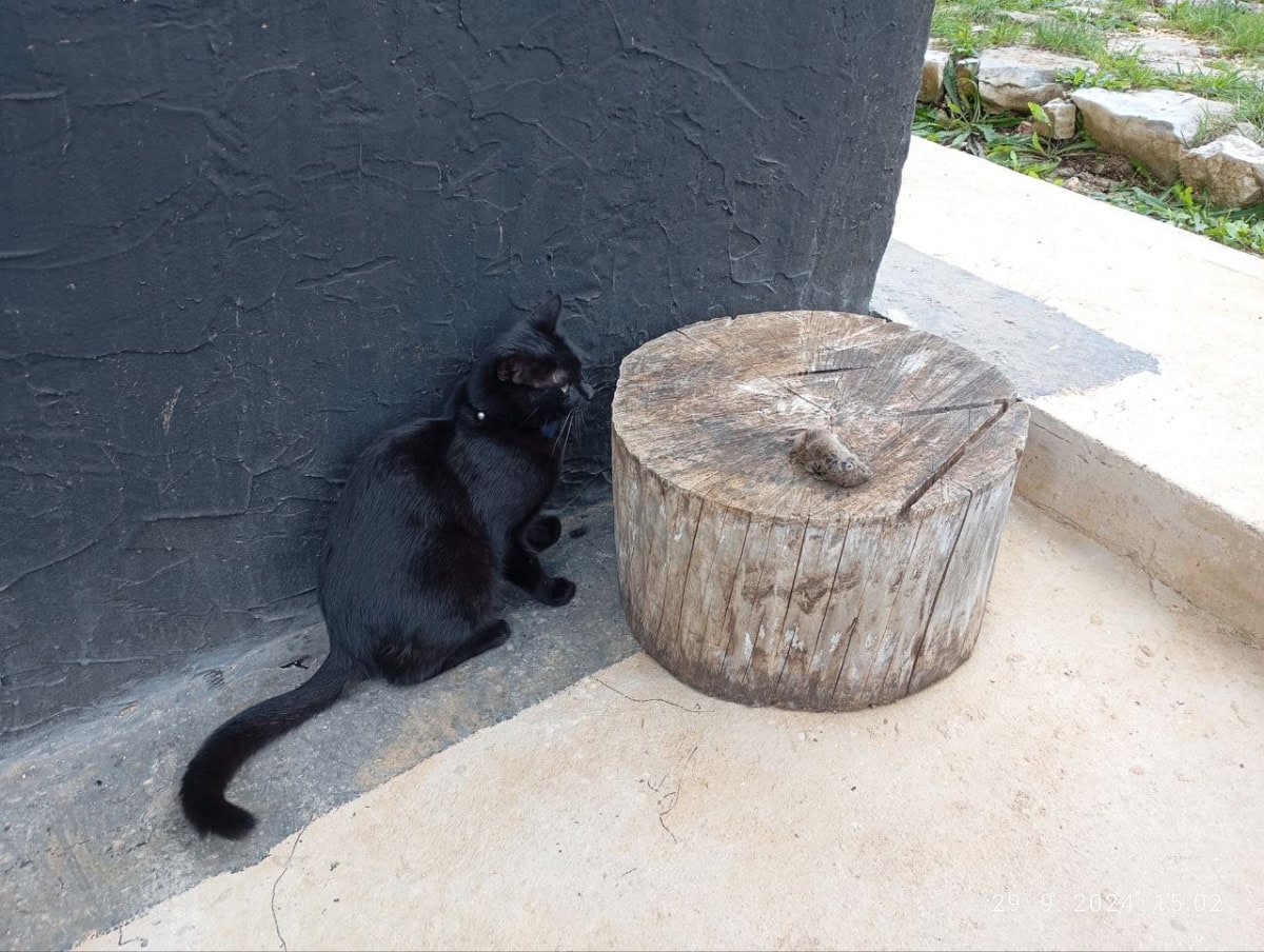 Miki looking at the rodent on the trunk