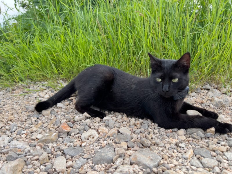 Miki lying on stones