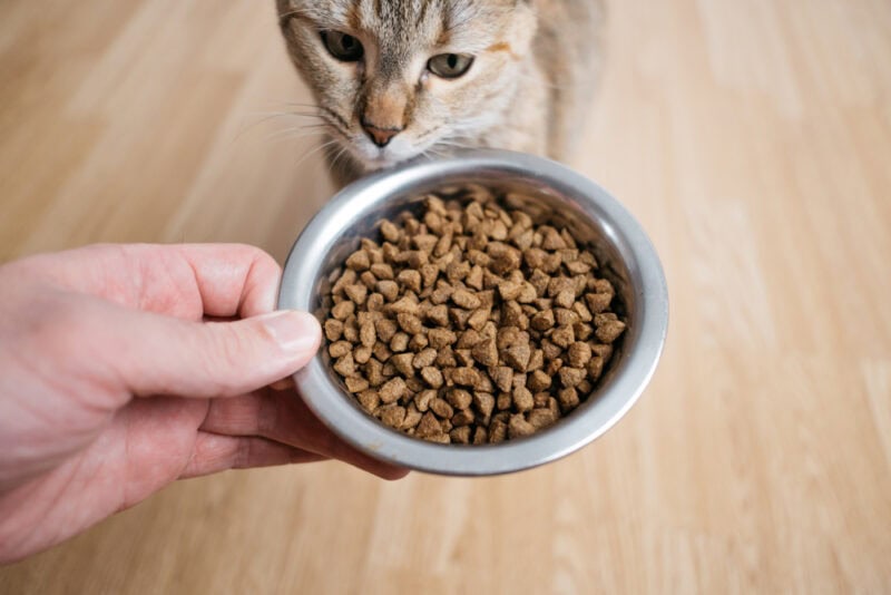 a man hands a bowl of dry food to a cat