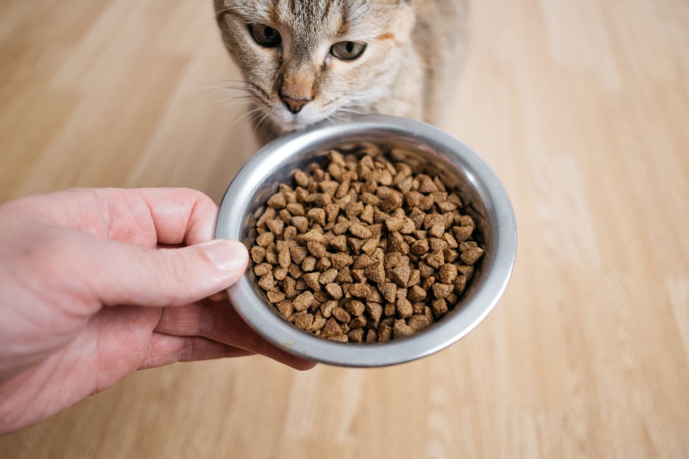a man hands a bowl of dry food to a cat